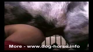 Кабан орус жаш кыздын кискасына катуу кирет