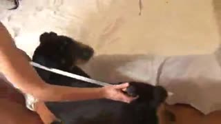 Иті бар классикалық брюнетка
