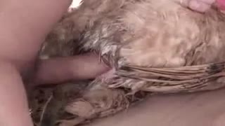 Жануарлар бағында тауықпен жыныстық қатынасқа түскен көрші