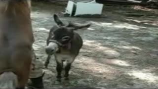 Көшеде екі есек гей өзбек жігітін қатты сигийді