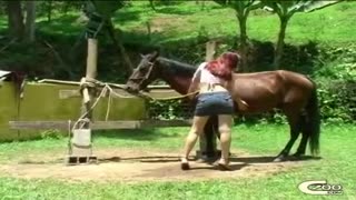 Qizil sochli chexiyalik ayol tabiatda ot bilan sikiladi