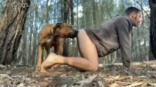 O'rmonda qizil it hayajonlangan zoofil itni sikdi