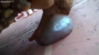 Әйел үлкен тасбақаны камераға түсіреді